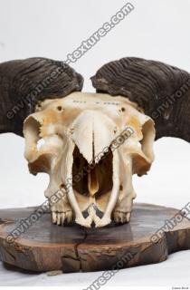 mouflon skull 0001